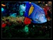Angelfish ve vraku Thistlegorm.jpg