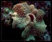 Sarcophyton Soft Coral.jpg