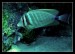 Sailfin Surgeonfish.jpg