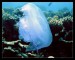 Moon Jellyfish.jpg