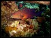 Coral grouper.jpg